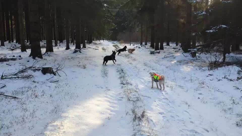 aktuelles Foto Gruppe Sennenhunde (Berner, Appenzeller, Grosser Schweizer, Entlebucher)