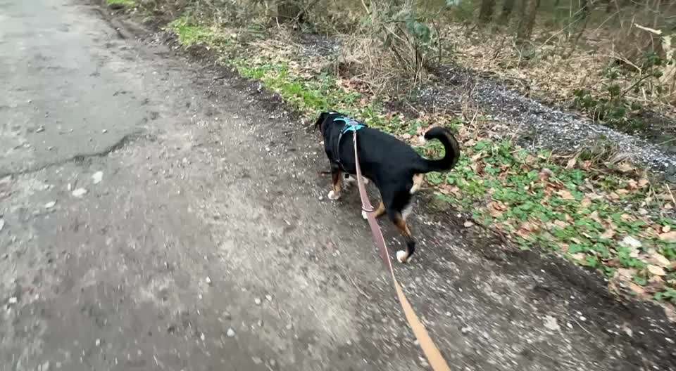 Schweizer Sennenhunde-Beitrag-Bild