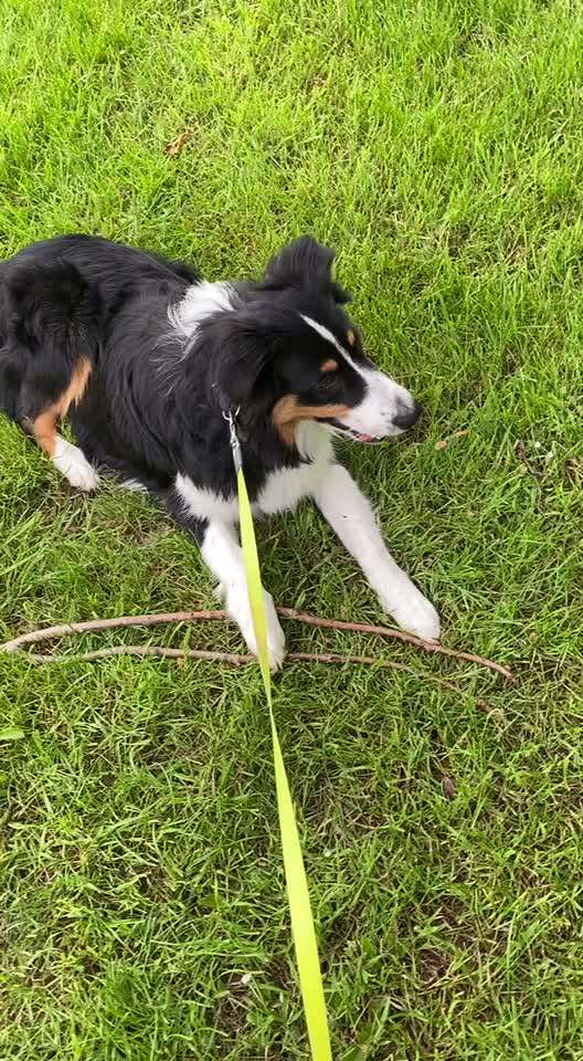 Die Dogorama Monats Challenge "Es grünt und blüht"-Beitrag-Bild