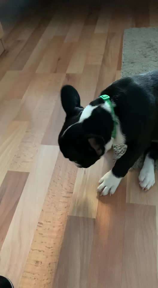 Welpe reibt am Boden-Beitrag-Bild