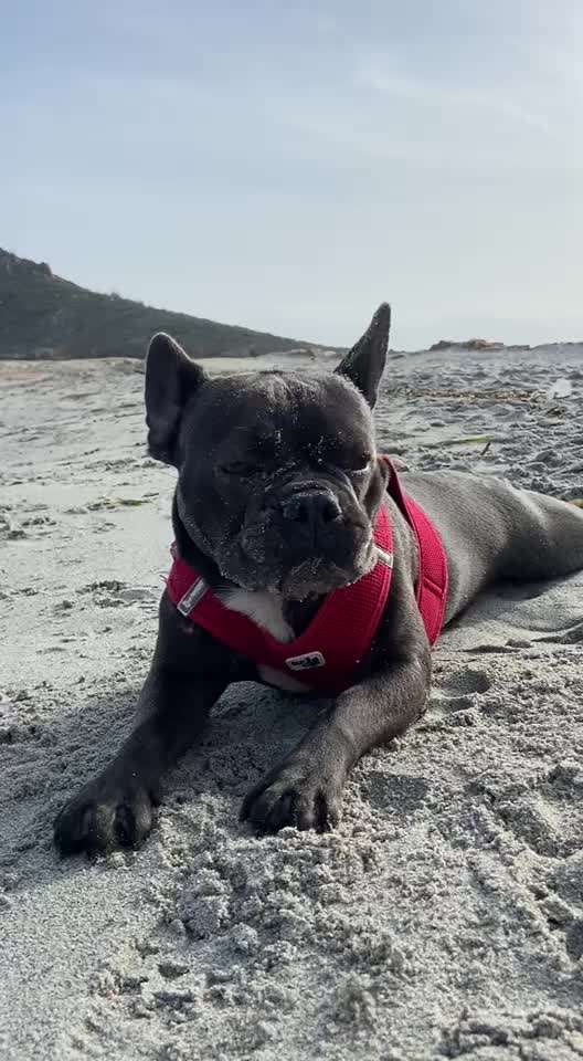 Französische Bulldoggen-Beitrag-Bild