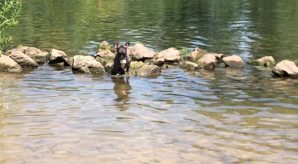 Französische Bulldoggen-Beitrag-Bild