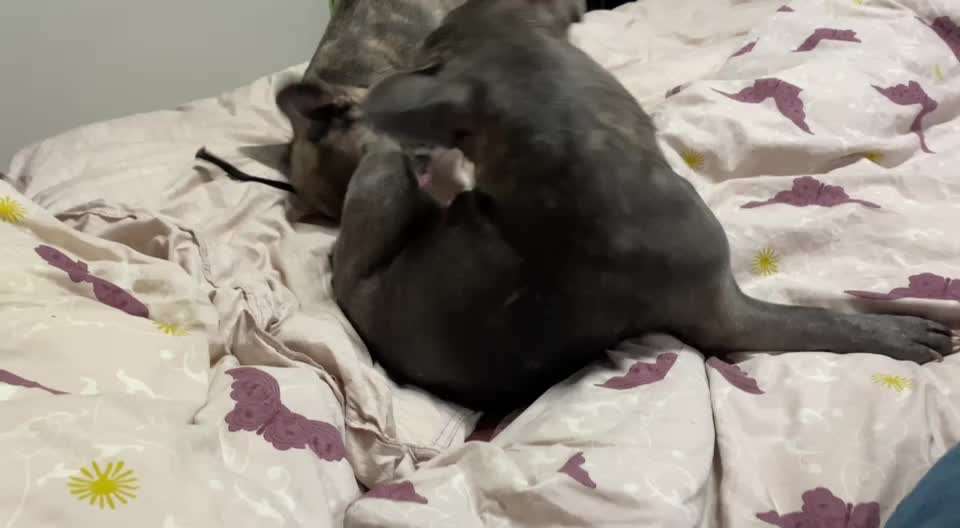 Französische Bulldoggen-Beitrag-Bild