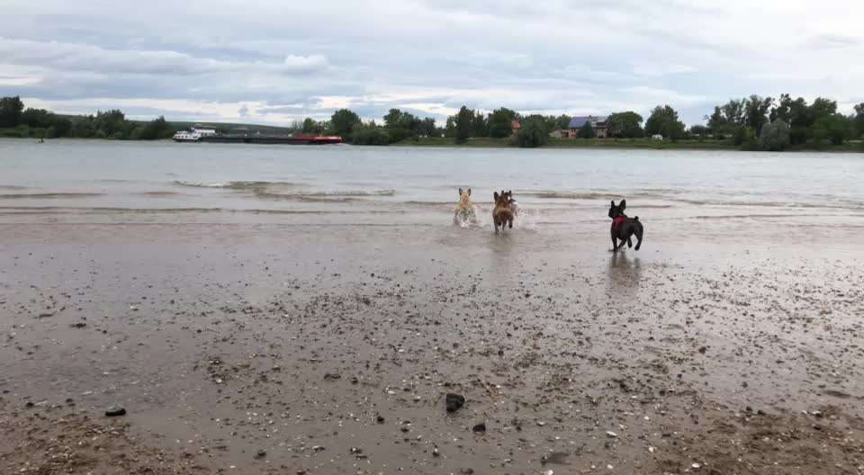 Französische Bulldoggen-Beitrag-Bild