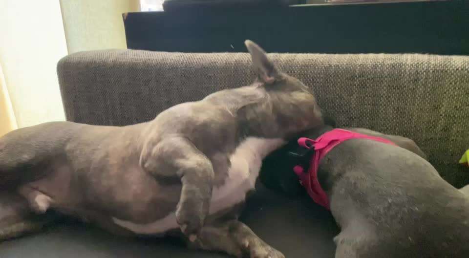 Französische Bulldoggen-Beitrag-Bild