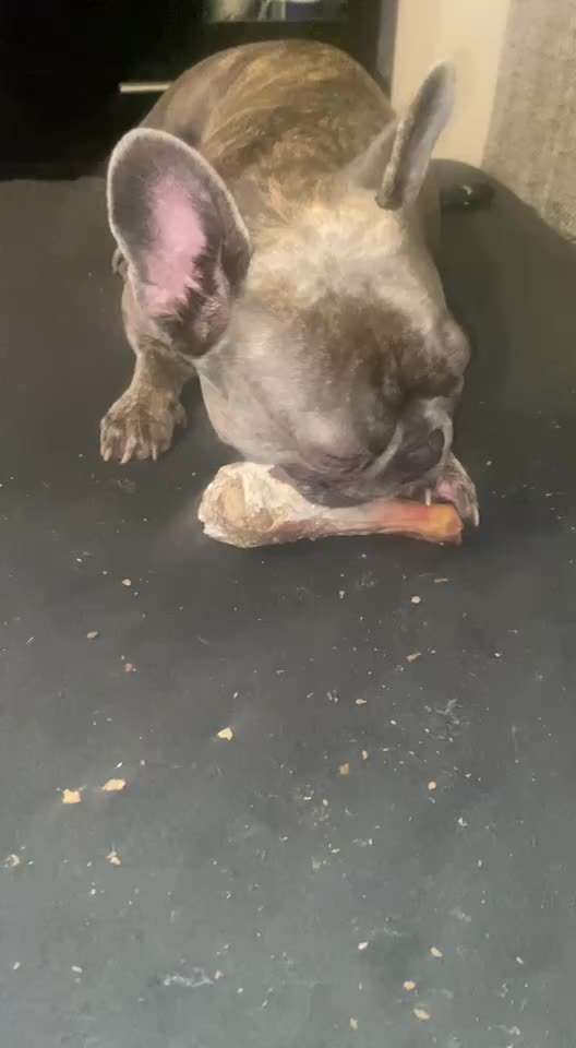 Französische Bulldoggen-Beitrag-Bild