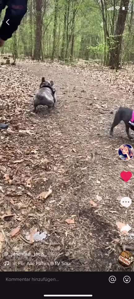 Französische Bulldoggen-Beitrag-Bild