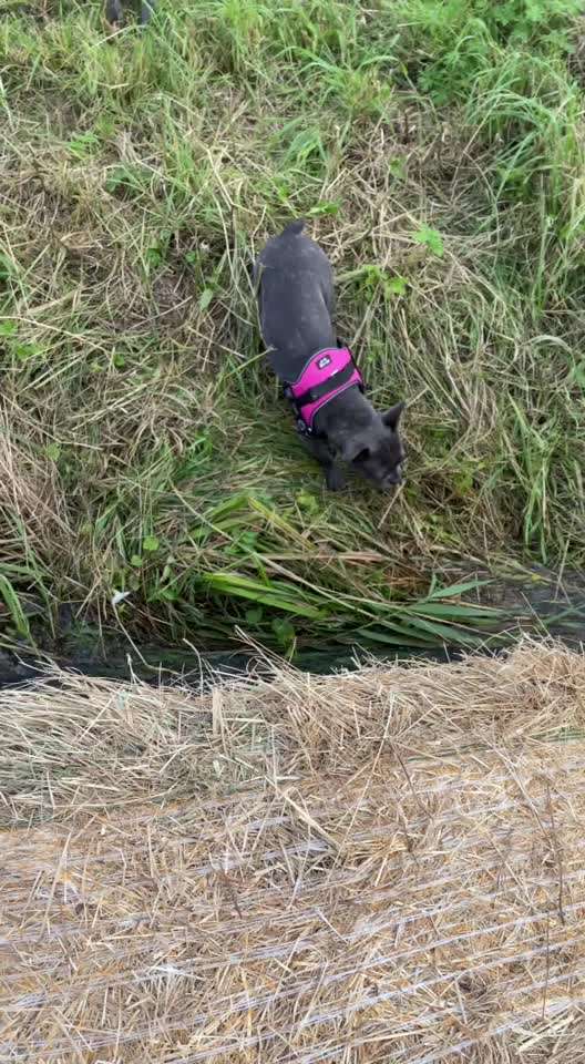 Französische Bulldoggen-Beitrag-Bild