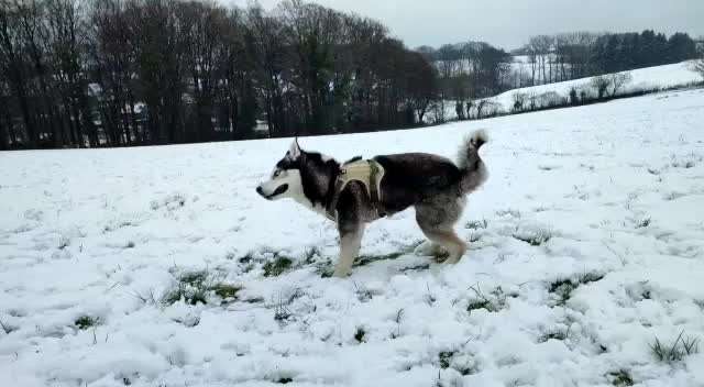 Husky-Beitrag-Bild