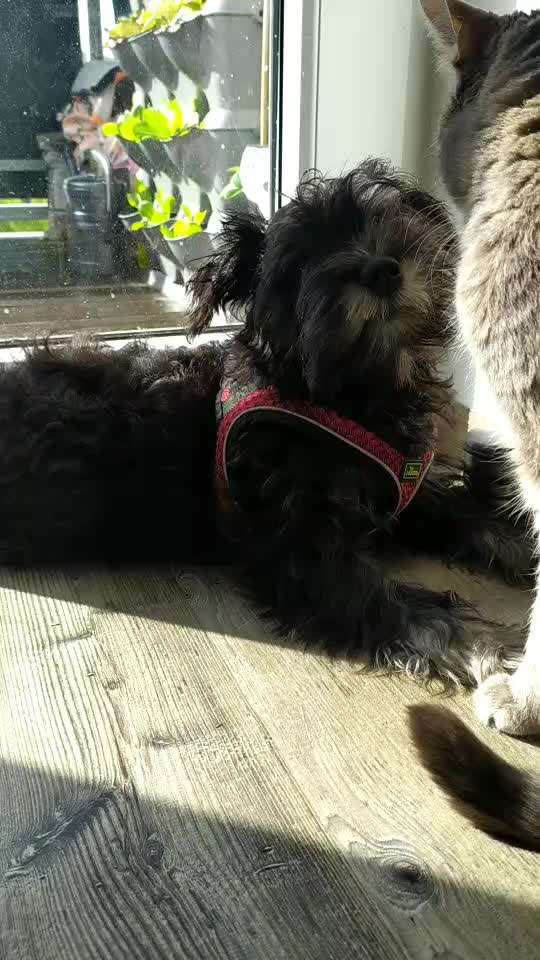 Hund und Katz Momente-Beitrag-Bild