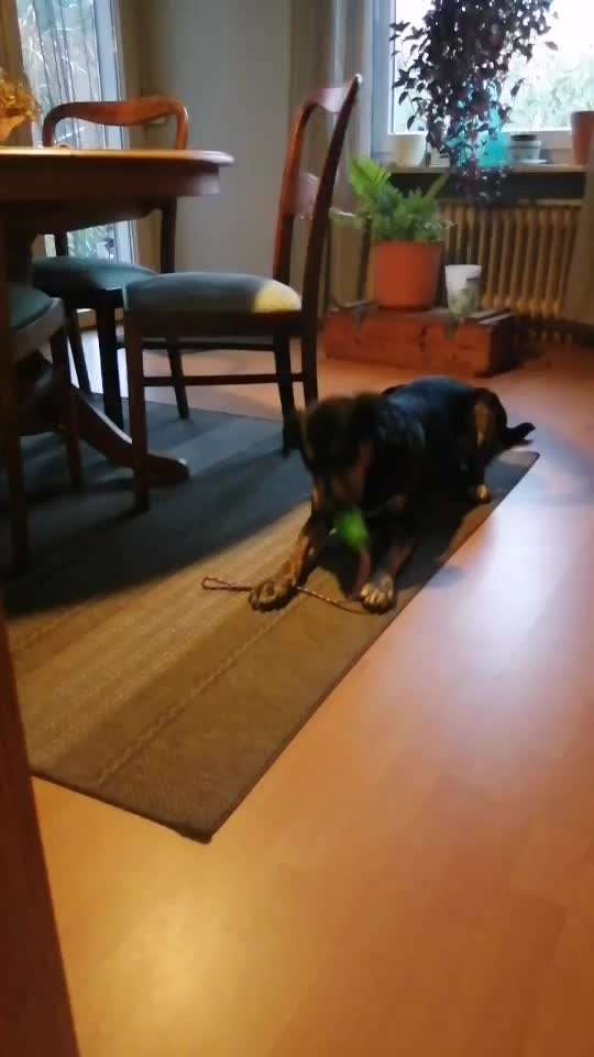 Füllung für den KONG-Beitrag-Bild