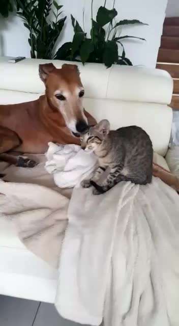 Bilder Hund und andere Tiere-Beitrag-Bild