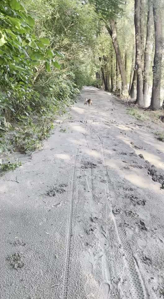 Windhunde - Treffen der besonderen Schönheiten
HERZLICH WILLKOMMEN-Beitrag-Bild