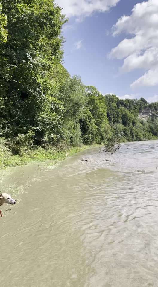 Windhunde - Treffen der besonderen Schönheiten
HERZLICH WILLKOMMEN-Beitrag-Bild