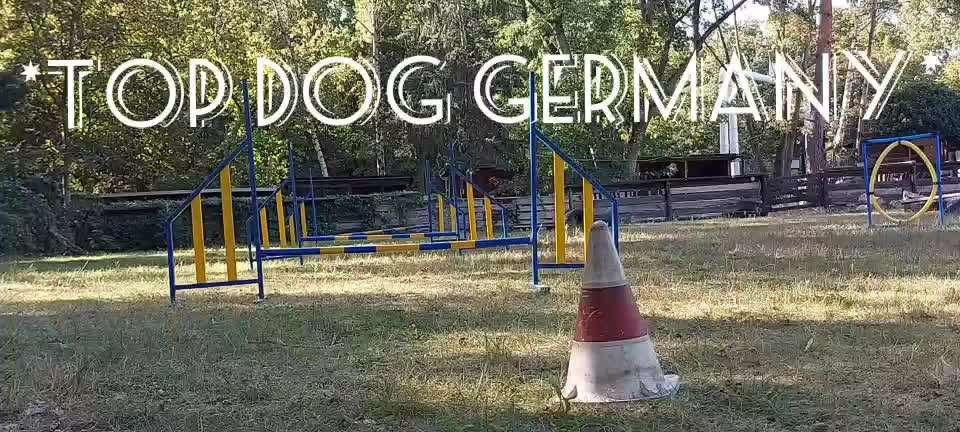 Top Dog-der Live Ticker Thread-Beitrag-Bild