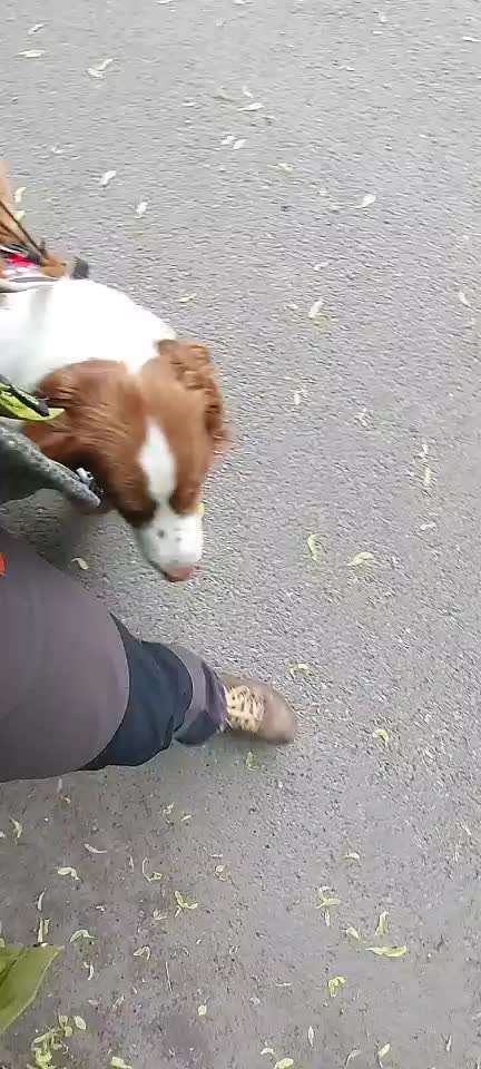 54. Impulskontrollchallenge  PAUSE MACHEN !-Beitrag-Bild