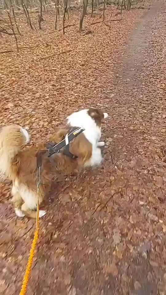 aktuelles Foto Gruppe Australian Shepherd