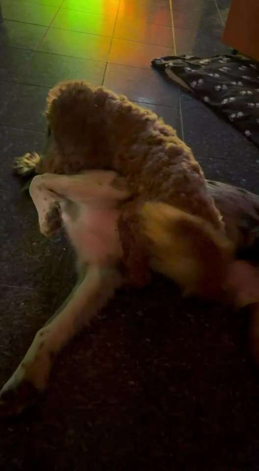 aktuelles Foto Gruppe Australian Shepherd