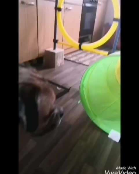 Gibt es Agility Fans unter uns ?-Beitrag-Bild