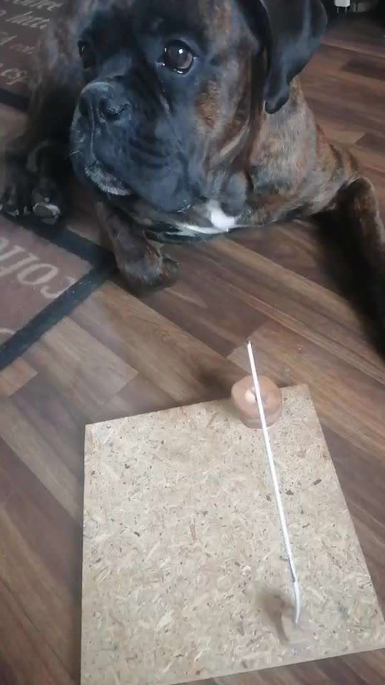 Indoor Beschäftigung-Beitrag-Bild