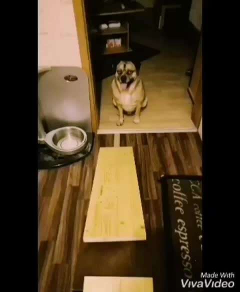 Gibt es Agility Fans unter uns ?-Beitrag-Bild