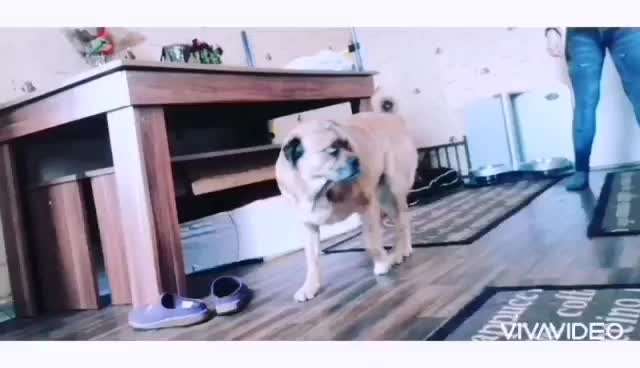 Trickdogging-Beitrag-Bild