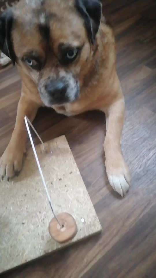 Indoor Beschäftigung-Beitrag-Bild