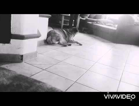 Trickdogging-Beitrag-Bild