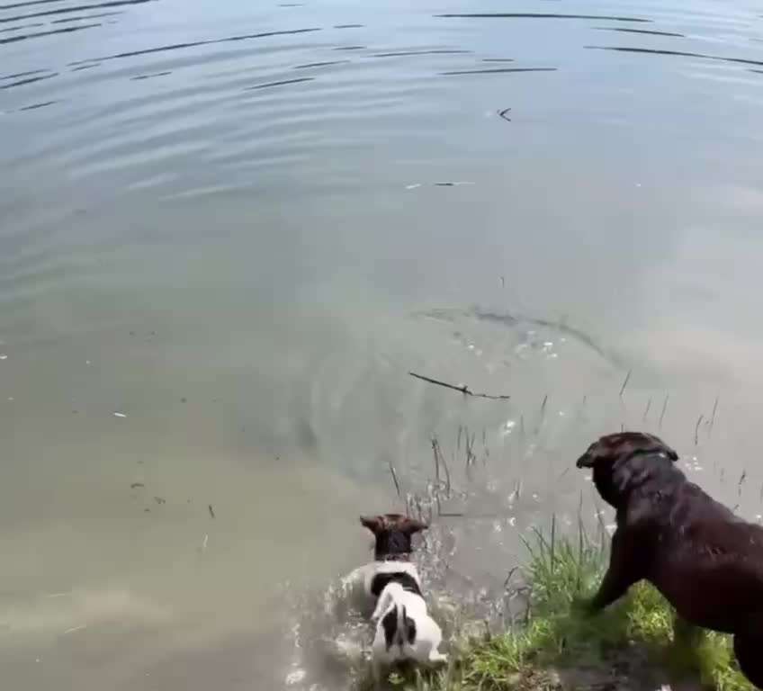 Fotosammlung: ,,Der natürliche Hund" Unbearbeitet, ungestellt und in Natura-Beitrag-Bild
