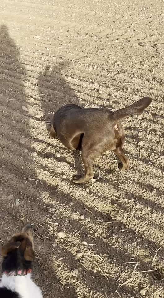 Fotosammlung: ,,Der natürliche Hund" Unbearbeitet, ungestellt und in Natura-Beitrag-Bild