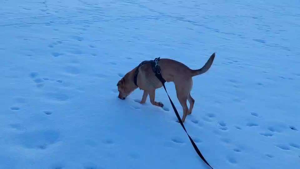 "Wege zur Freundschaft" (Ulli Reichmann)-Beitrag-Bild