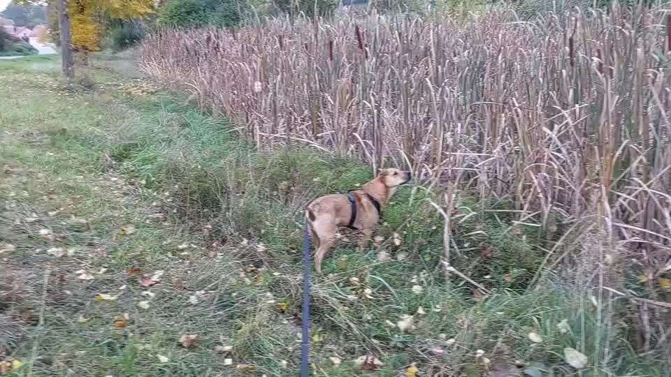 "Wege zur Freundschaft" (Ulli Reichmann)-Beitrag-Bild