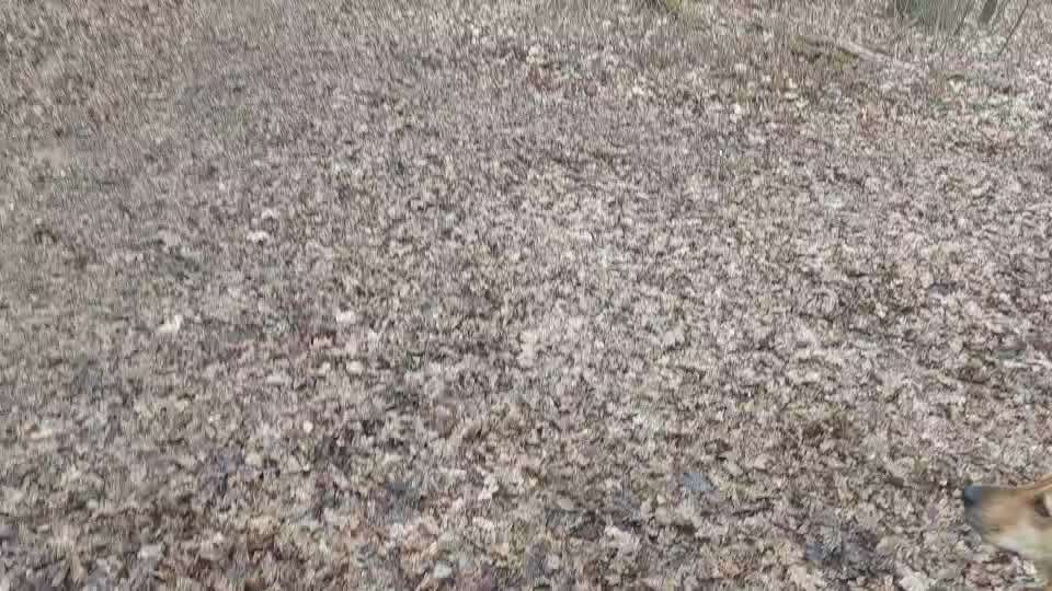 Lucy und das Jagdgeschrei-Beitrag-Bild