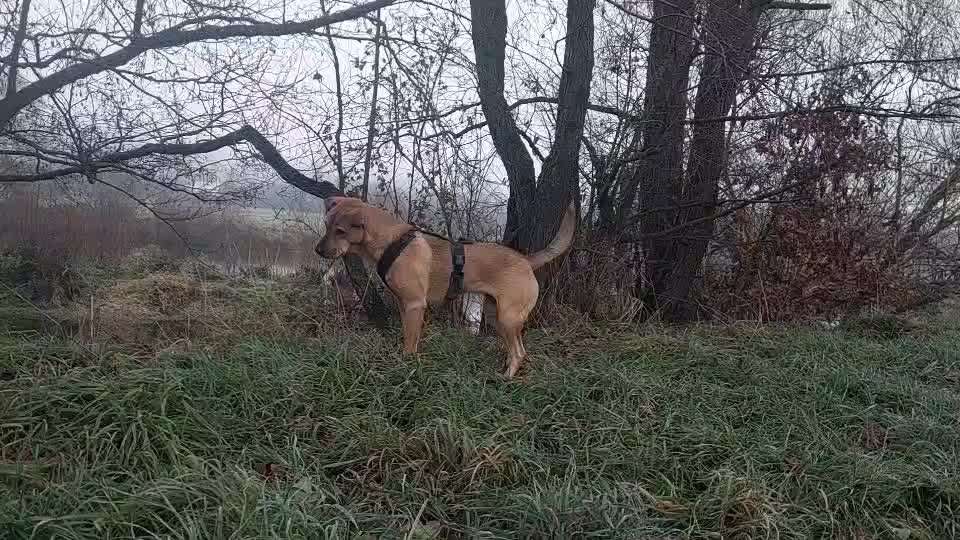 Hund hat Maus gegessen-Beitrag-Bild