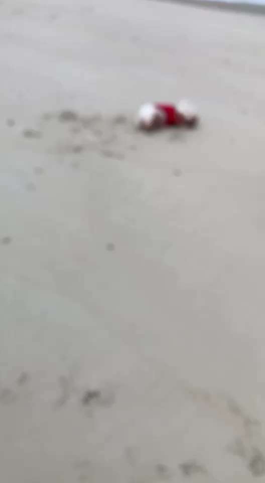 Video Challenge Nr. 12
Ein glücklicher Hund-Beitrag-Bild