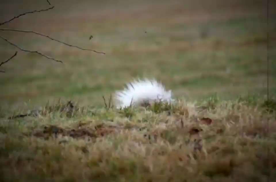 Husky-Beitrag-Bild