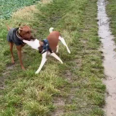 Rhodesian Ridgeback-Beitrag-Bild