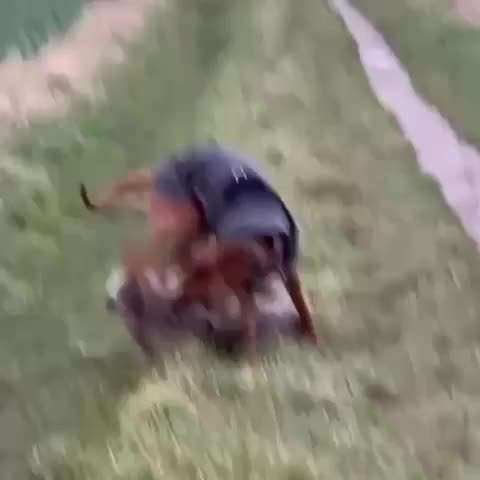 Rhodesian Ridgeback-Beitrag-Bild