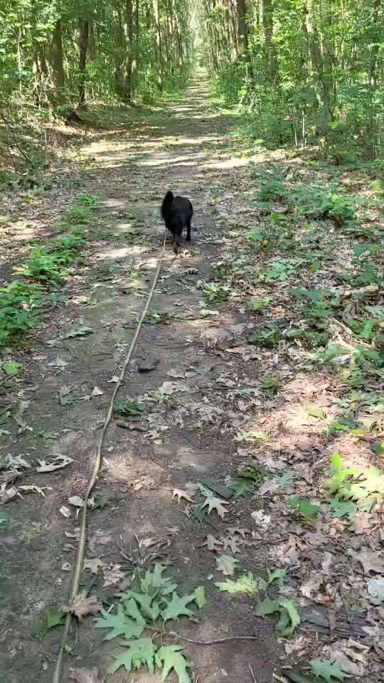 TierschutzhundeStammtisch🐕-Beitrag-Bild