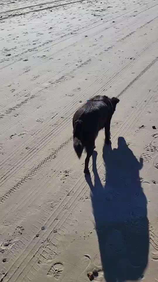 TierschutzhundeStammtisch🐕-Beitrag-Bild