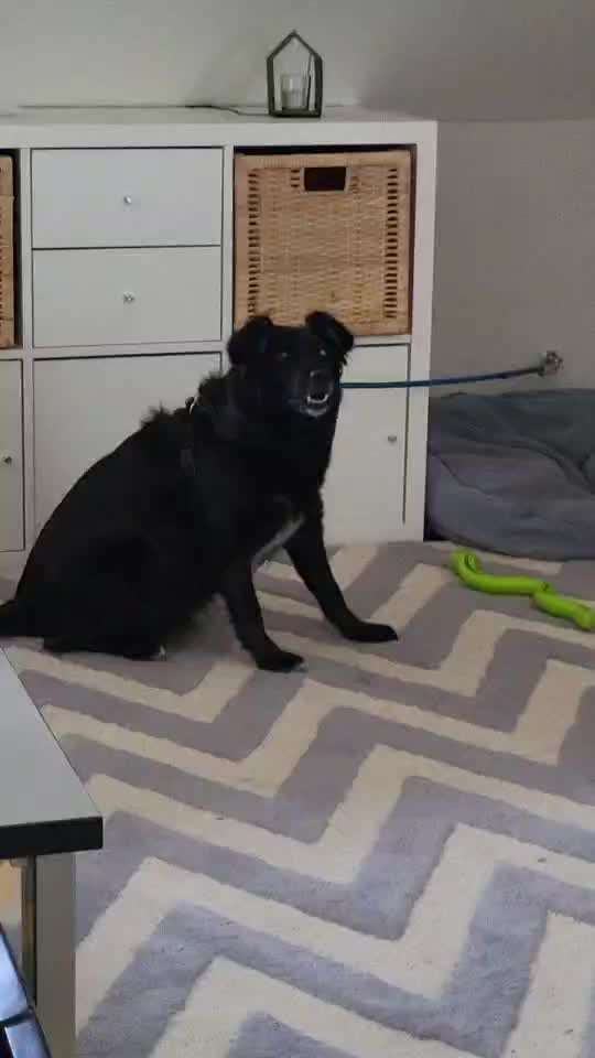 TierschutzhundeStammtisch🐕-Beitrag-Bild