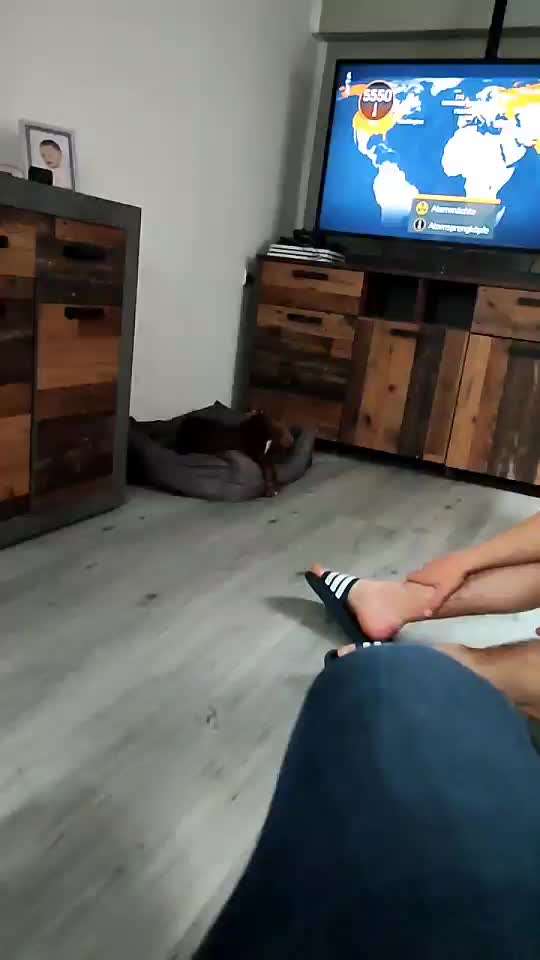 Whippet-Beitrag-Bild