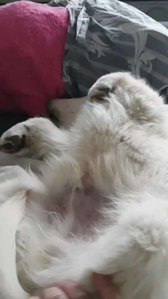 Die Dogorama Wochen Challenge-Beitrag-Bild