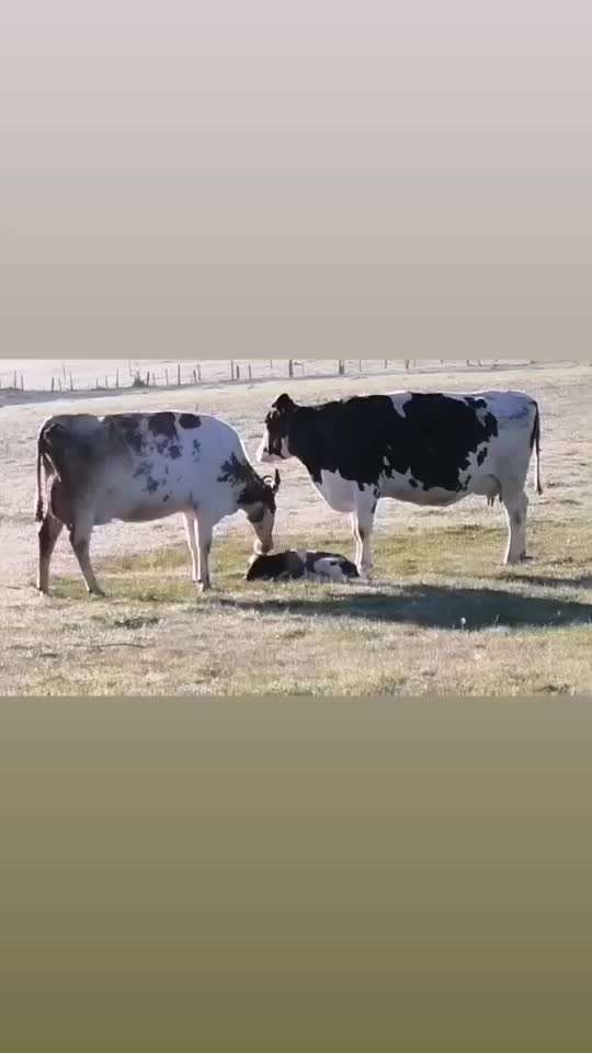 Die wunderschöne Welt mit Hund.-Beitrag-Bild