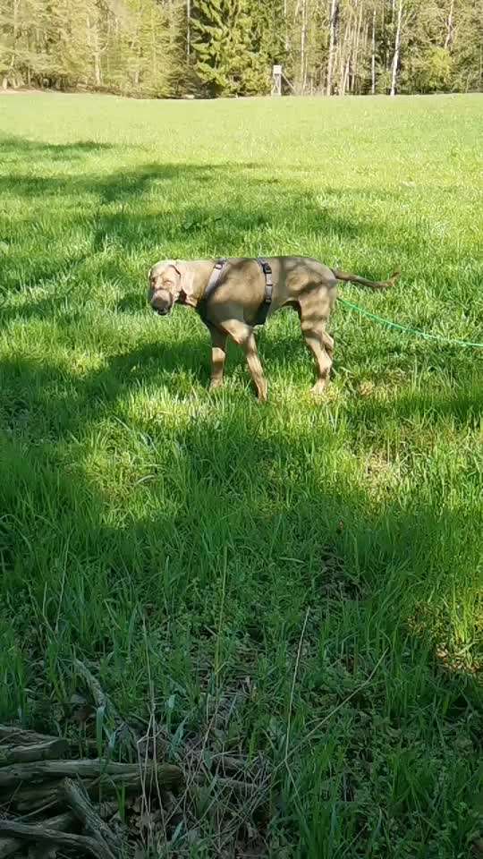 Sind hier Deutsch Kurzhaar/ Jagdhunde?-Beitrag-Bild