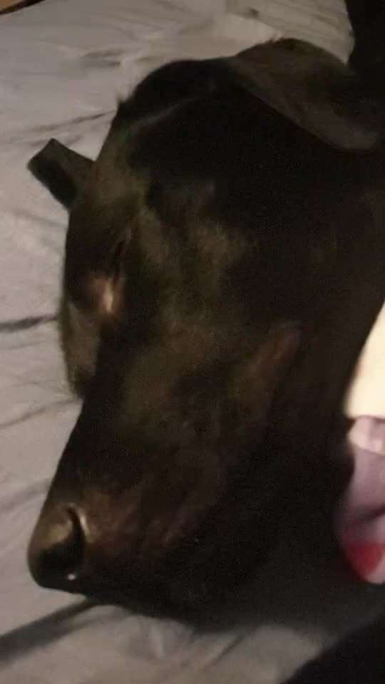 40. Handy Video Challenge - Im Land der Träume-Beitrag-Bild