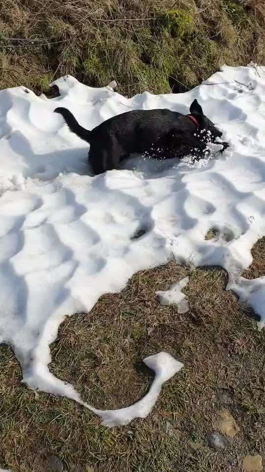 Video Challenge Nr.6
Auf den Spuren der Freiheit🐾🐾-Beitrag-Bild