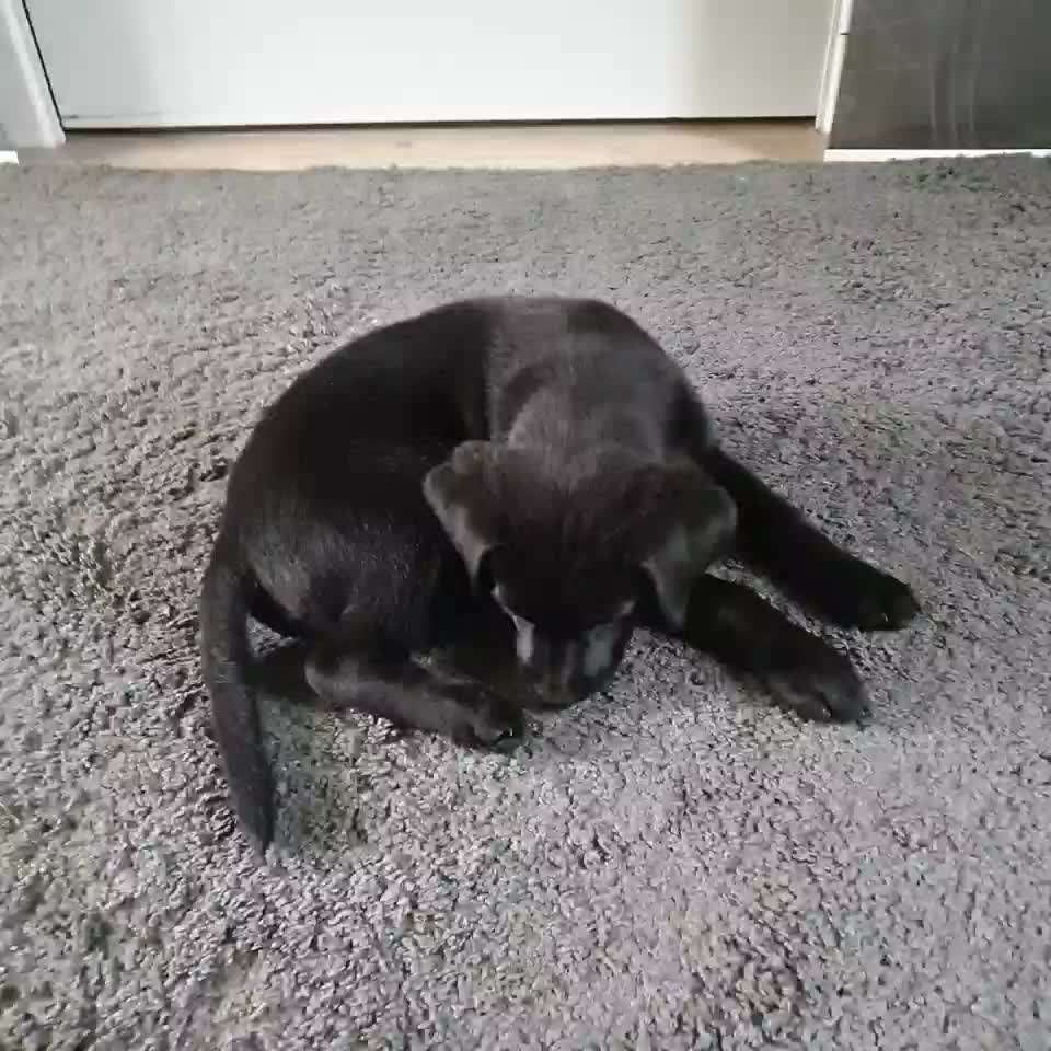 ...zeigt her das allererste Video das ihr von eurem Hund habt...-Beitrag-Bild