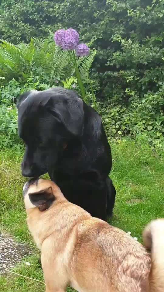 Die Dogorama Wochen Challenge "Friends will be Friends"-Beitrag-Bild