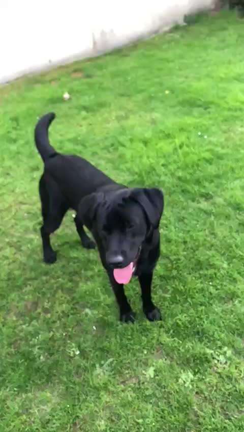 42. Handy Video Challenge-Beitrag-Bild